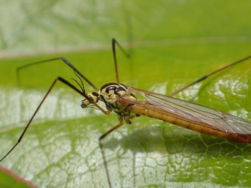 Nephrotoma flavescens